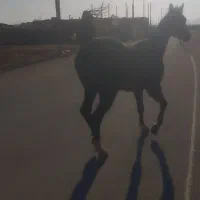 اسب