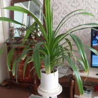 گل پاندانوس