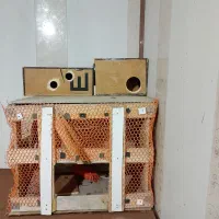 قفس معاوضه با پرنده
