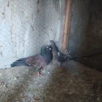 کبوتر کله ای|پرنده|ایذه, |دیوار