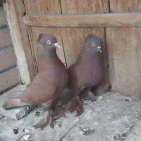 جوجه گرفتنی|پرنده|قم, کلهری|دیوار