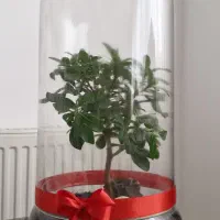 گل میخک هندی بنسای