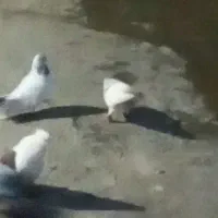 نره جوزی دم شعمی