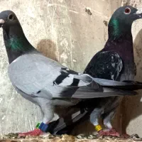 کبوتر پلاکی