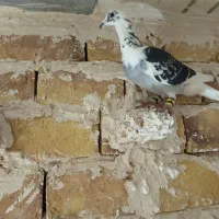 کویتی سیاه|پرنده|تربت‌حیدریه, پائین ولایت|دیوار