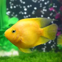 ماهی پرت و فلاور