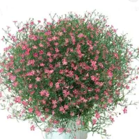 بذر گل صدفی ( عروس )