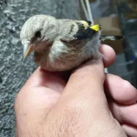 فروش ویژه