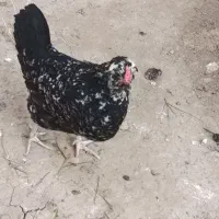 تخم مرغ گلین|حیوانات مزرعه|کلاله, |دیوار