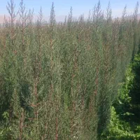 نهال سرو و خرمالو