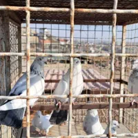 کفتر نوک قنار