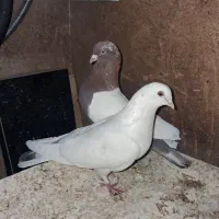 کبوتر پرشی و زیبا
