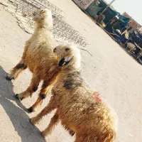جفت کاور بختیاری اصل ابستن