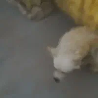 توله سگ