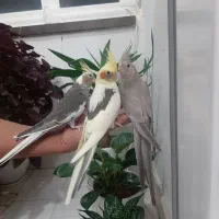 عروس هلندی|پرنده|خوانسار, |دیوار