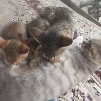 واگذاری رایگان گربه