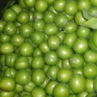 پک 18عددی نهال های میوه گلدانی کاشت تابستانی|خدمات باغبانی و درختکاری|تهران, افسریه|دیوار