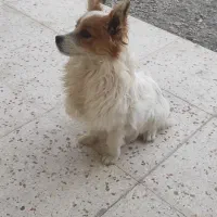 سگ فانتزی اشپیتزو