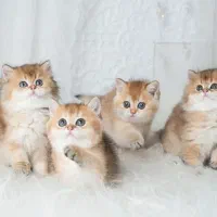 گربه های آرام و مهربان و واکسینه شده|گربه|اصفهان, باغ نگاره|دیوار