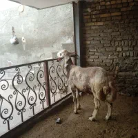 قوچ پلنگی افشار مهربان