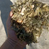 ذرت علوفه|عمده‌فروشی|قره چای, |دیوار