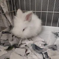 خرگوش لپی|موش و خرگوش|ابهر, |دیوار