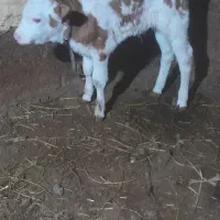 فروش یک راس گوساله سیمنتال ماده|حیوانات مزرعه|تبریز, |دیوار