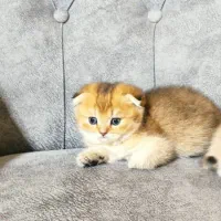 مجموعه گربه های اشرافی|گربه|تهران, پونک|دیوار