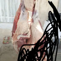 گوشت
