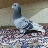 نرسوراخ،