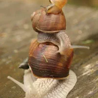 تعداد ۱۰۰ عدد حلزون آلبینو +یه گونی خزه برای پرورش