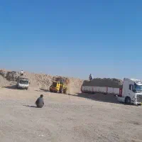 کاه نیشکر ر مقویتر بصرفه تر از کاه گندم|حیوانات مزرعه|فردیس, منظریه|دیوار