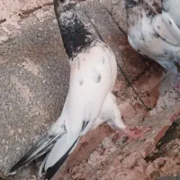 کفتر گلدن