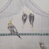عروس هلندی نر