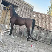 اسب یکسر|اسب و تجهیزات اسب‌سواری|تبریز, |دیوار