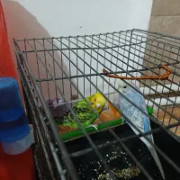 پرنده|پرنده|نورآباد, |دیوار