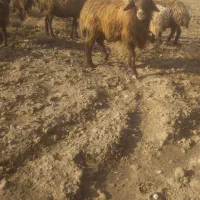 قوچ شیشک افشار