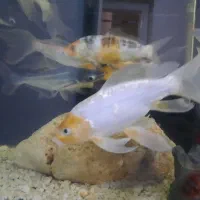 ۶ عدد ماهی آکواریوم کوی زیبا.  فروش  یا. معاوضه