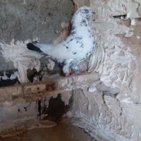 سلام کفتر میزونه میزون نر