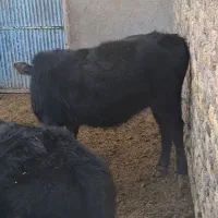 گوساله نر و ماده|حیوانات مزرعه|لوشان, |دیوار