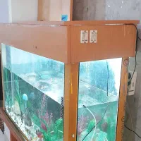 آکواریم سالم بودن شکستگی