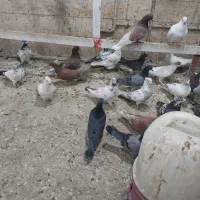 کفتربیله ای