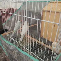 جفت فنچ نرگسی سیلور معاوضه