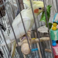 عروس هلندی جفت نر و ماده|پرنده|بندر انزلی, نیمه شعبان|دیوار