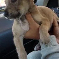 سگ سراب نر مفت مفت ۷۰۰