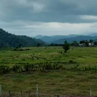 زرشکچینی