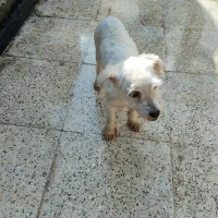 واگذاری ی قلاده تریر ماده