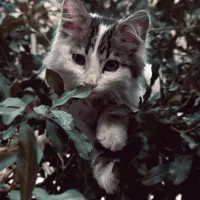 گربه خپلی