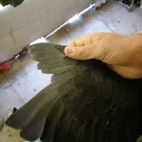 کبوتر|پرنده|بشاریات, |دیوار