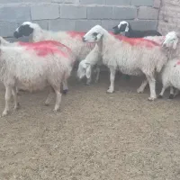 میش بره فروشی
